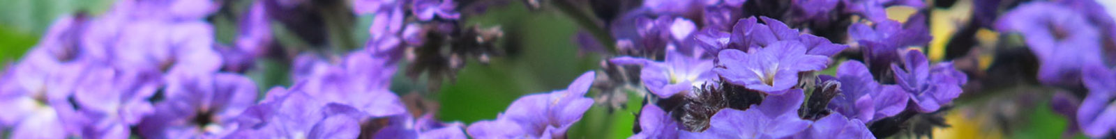Mantra Blog Om Shiva